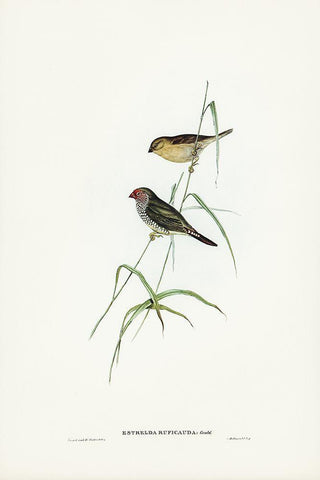 Red-tailed Finch-Estrelda ruficauda Black Ornate Wood Framed Art Print with Double Matting by Gould, John