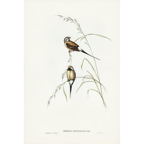 Long-tailed Grass Finch-Poephila acuticauda Gold Ornate Wood Framed Art Print with Double Matting by Gould, John