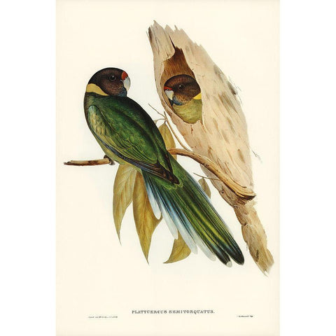 Yellow-collared Parakeet-Platycercus semitorquatus Black Modern Wood Framed Art Print with Double Matting by Gould, John