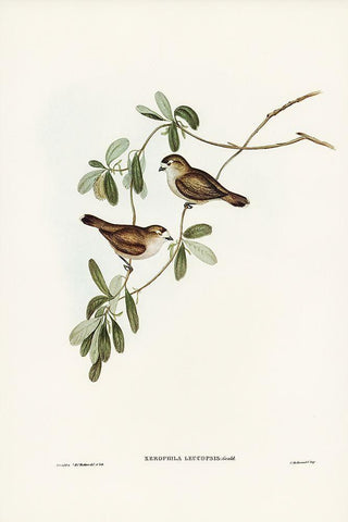 White-faced Xerophila-Xerophila leucopsis White Modern Wood Framed Art Print with Double Matting by Gould, John