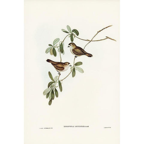 White-faced Xerophila-Xerophila leucopsis Gold Ornate Wood Framed Art Print with Double Matting by Gould, John