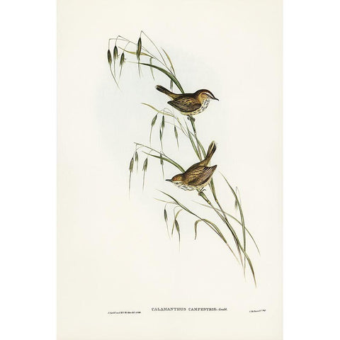 Field Reed Lark-Calamanthus campestris Gold Ornate Wood Framed Art Print with Double Matting by Gould, John