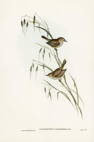 Field Reed Lark-Calamanthus campestris Black Ornate Wood Framed Art Print with Double Matting by Gould, John