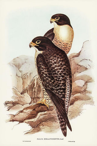 Black-cheeked Falcon-Falco melanogenys Black Ornate Wood Framed Art Print with Double Matting by Gould, John