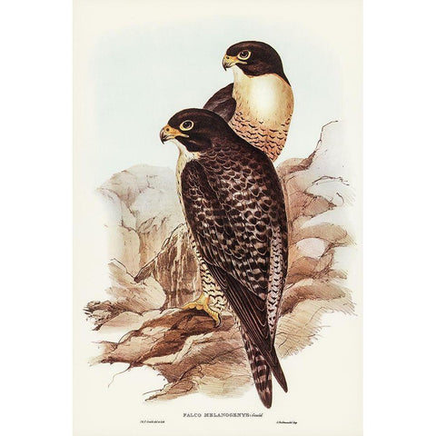 Black-cheeked Falcon-Falco melanogenys White Modern Wood Framed Art Print by Gould, John