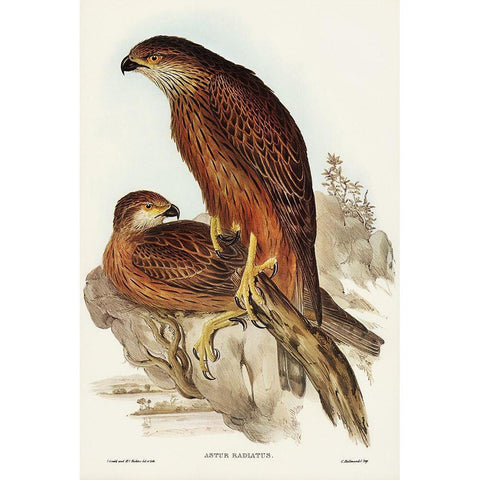 Radiated Goshawk-Astur radintus Black Modern Wood Framed Art Print with Double Matting by Gould, John