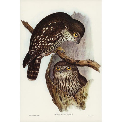 Winking Owl-Athene connivers Black Modern Wood Framed Art Print with Double Matting by Gould, John