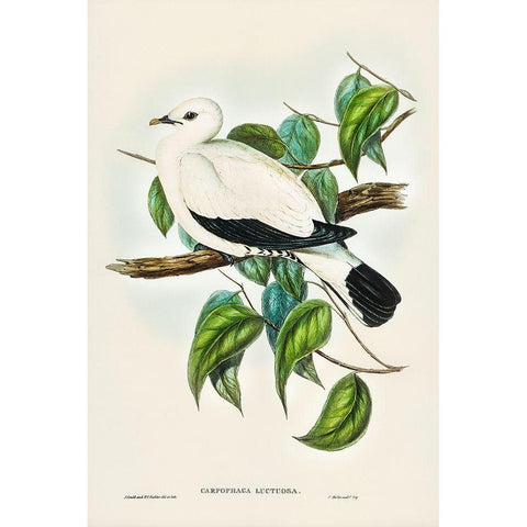 Torres Strait Fruit Pigeon-Carpophaga luctuosa Black Modern Wood Framed Art Print by Gould, John