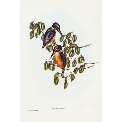 Azure Kingfisher-Alcyone azurea Black Modern Wood Framed Art Print with Double Matting by Gould, John