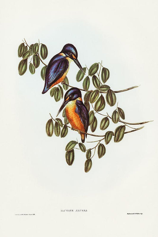 Image Only