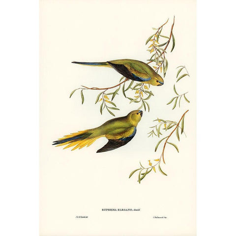 Elegant Grass-Parakeet-Euphema elegans Black Modern Wood Framed Art Print by Gould, John