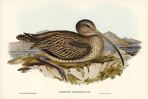 Australian Curlew-Numenius Australis Black Ornate Wood Framed Art Print with Double Matting by Gould, John