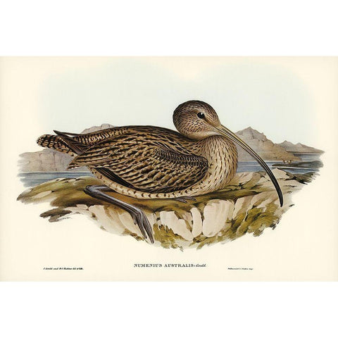 Australian Curlew-Numenius Australis Black Modern Wood Framed Art Print with Double Matting by Gould, John