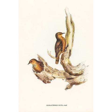 Rufous Tree-Creeper-Climacteris rufa White Modern Wood Framed Art Print by Gould, John