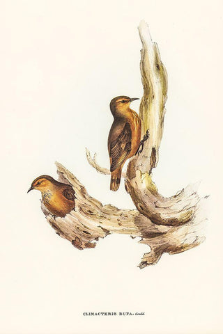 Rufous Tree-Creeper-Climacteris rufa White Modern Wood Framed Art Print with Double Matting by Gould, John