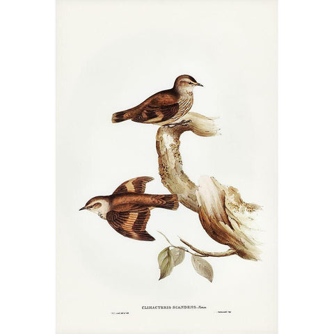 Brown Tree-Creeper-Climacteris scandens White Modern Wood Framed Art Print by Gould, John