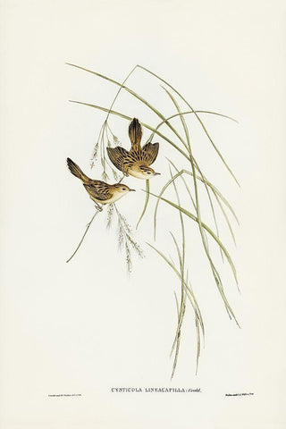 Lineated Warbler-Cysticola lineocapilla Black Ornate Wood Framed Art Print with Double Matting by Gould, John