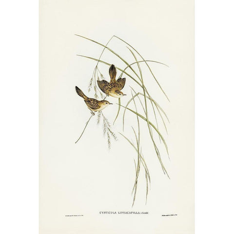 Lineated Warbler-Cysticola lineocapilla White Modern Wood Framed Art Print by Gould, John