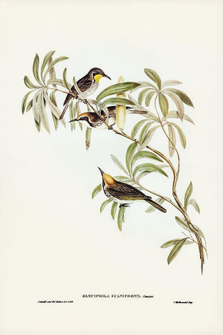 Fulvous-fronted Honey-eater-Glyciphila fulvifrons Black Ornate Wood Framed Art Print with Double Matting by Gould, John