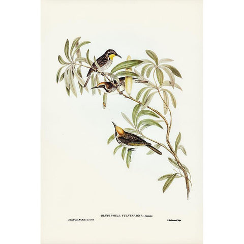 Fulvous-fronted Honey-eater-Glyciphila fulvifrons Gold Ornate Wood Framed Art Print with Double Matting by Gould, John