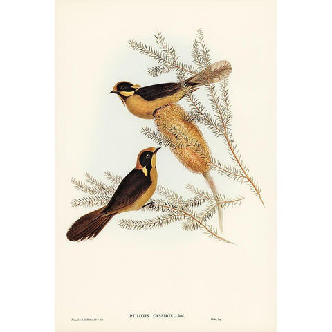 Helmeted Honey-eater-Ptilotis cassidix White Modern Wood Framed Art Print by Gould, John