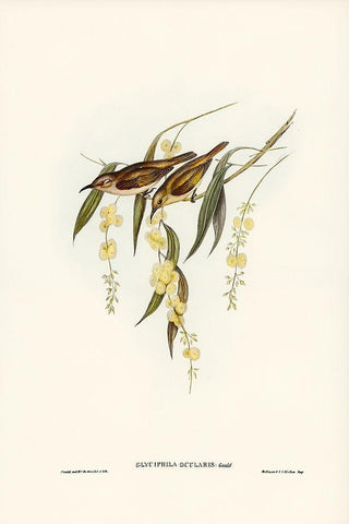 Brown Honey-eater-Glyciphila ocularis Black Ornate Wood Framed Art Print with Double Matting by Gould, John