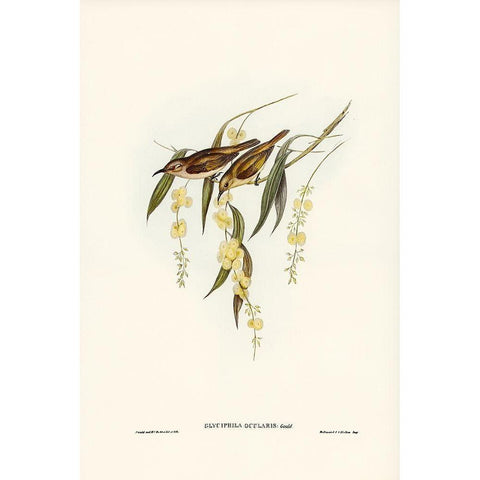 Brown Honey-eater-Glyciphila ocularis Gold Ornate Wood Framed Art Print with Double Matting by Gould, John