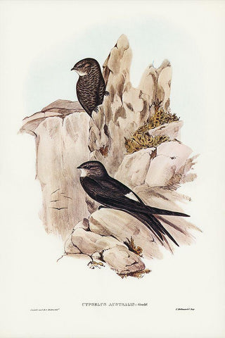 Australian Swift-Cypselus Australis White Modern Wood Framed Art Print with Double Matting by Gould, John