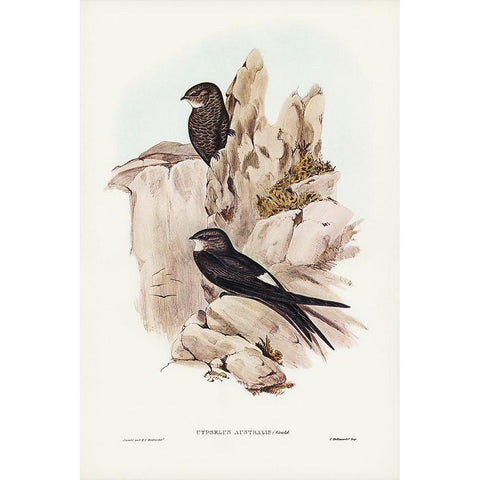 Australian Swift-Cypselus Australis White Modern Wood Framed Art Print by Gould, John