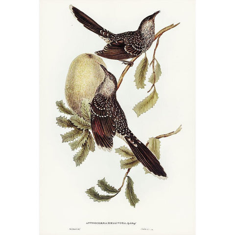 Brush Wattle Bird-Anthochaera mellivora White Modern Wood Framed Art Print by Gould, John