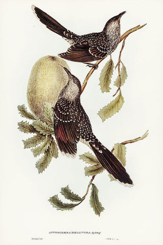 Brush Wattle Bird-Anthochaera mellivora Black Ornate Wood Framed Art Print with Double Matting by Gould, John