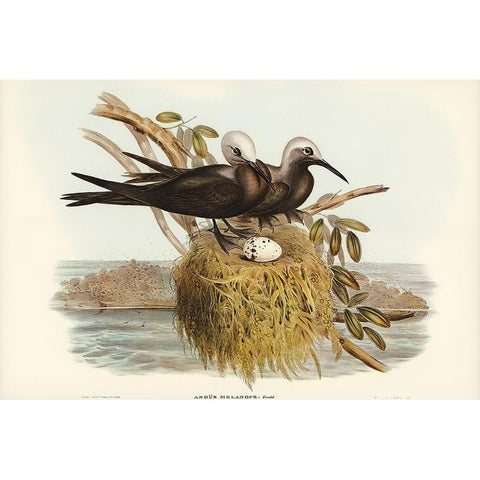 Lesser Noddy-Anous melanops White Modern Wood Framed Art Print by Gould, John