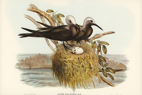 Lesser Noddy-Anous melanops Black Ornate Wood Framed Art Print with Double Matting by Gould, John