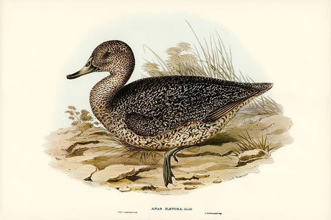 Freckled Duck-Anus naevosa White Modern Wood Framed Art Print with Double Matting by Gould, John