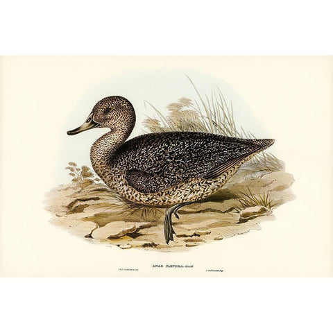 Freckled Duck-Anus naevosa White Modern Wood Framed Art Print by Gould, John