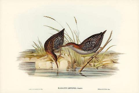 Lewins Water Rail-Rallus Lewinii Black Ornate Wood Framed Art Print with Double Matting by Gould, John