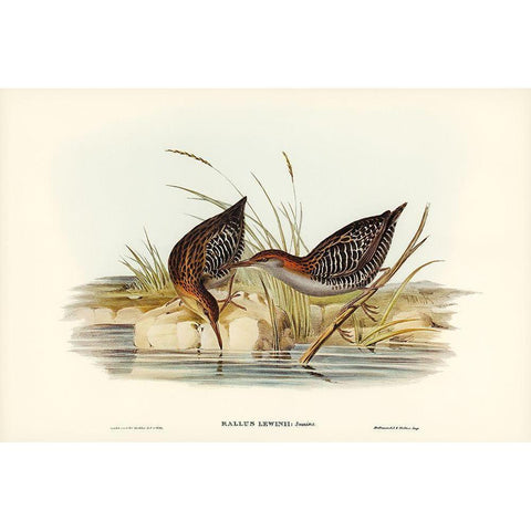 Lewins Water Rail-Rallus Lewinii Gold Ornate Wood Framed Art Print with Double Matting by Gould, John