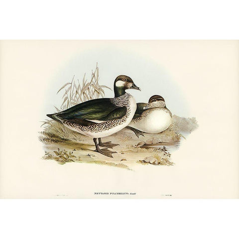 Beautiful Pygmy Goose-Nettapus pulchellus Gold Ornate Wood Framed Art Print with Double Matting by Gould, John