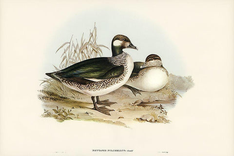 Beautiful Pygmy Goose-Nettapus pulchellus White Modern Wood Framed Art Print with Double Matting by Gould, John