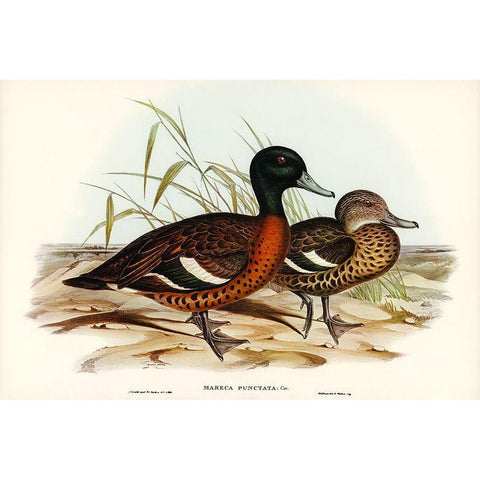 Chesnut-breasted Duck-Anas punctata White Modern Wood Framed Art Print by Gould, John