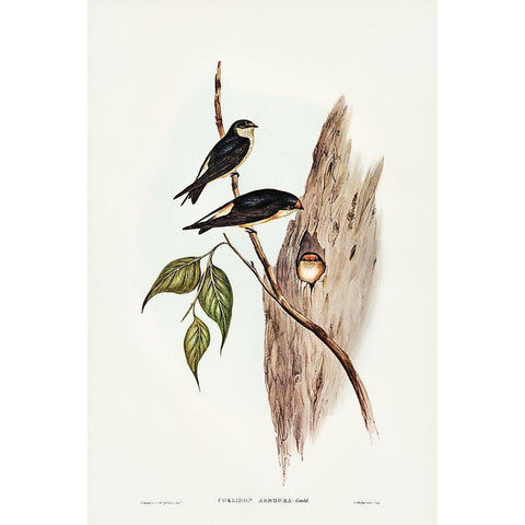 Tree Martin-Collocalia arborea White Modern Wood Framed Art Print by Gould, John