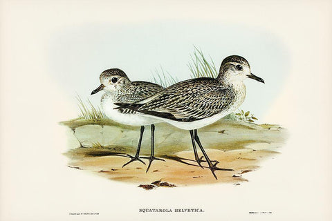 Grey Plover-Squatarola Helvetica Black Ornate Wood Framed Art Print with Double Matting by Gould, John