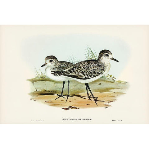 Grey Plover-Squatarola Helvetica White Modern Wood Framed Art Print by Gould, John