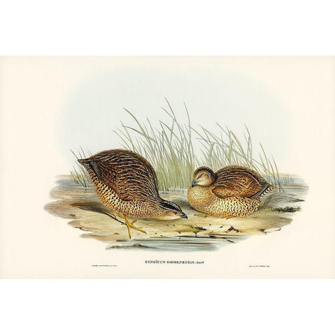 Van Diemens Land Partridge-Synoicus Diemenensis Gold Ornate Wood Framed Art Print with Double Matting by Gould, John