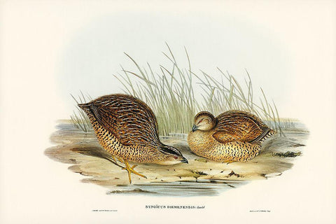 Van Diemens Land Partridge-Synoicus Diemenensis Black Ornate Wood Framed Art Print with Double Matting by Gould, John