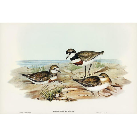 Double-banded Dottrel-Hiaticula bicincta White Modern Wood Framed Art Print by Gould, John