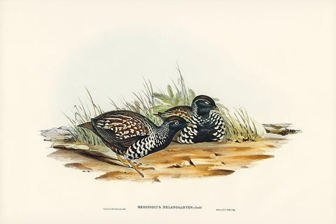 Black-breasted Hemipode-Hemipodius melanogaster Black Ornate Wood Framed Art Print with Double Matting by Gould, John