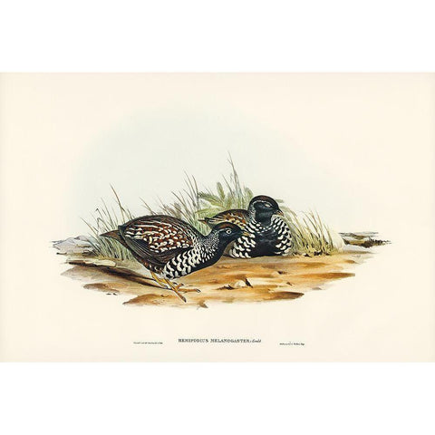 Black-breasted Hemipode-Hemipodius melanogaster Black Modern Wood Framed Art Print with Double Matting by Gould, John