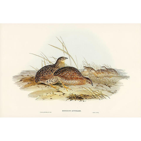 Australian Partridge-Synoicus Australis Gold Ornate Wood Framed Art Print with Double Matting by Gould, John