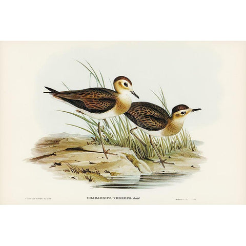 Brown Plover-Charadrius veredus White Modern Wood Framed Art Print by Gould, John